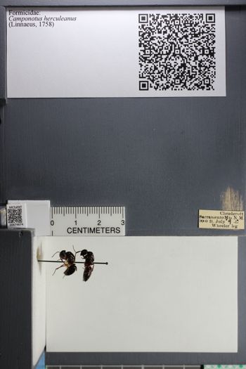 Media type: image; Entomology 674674